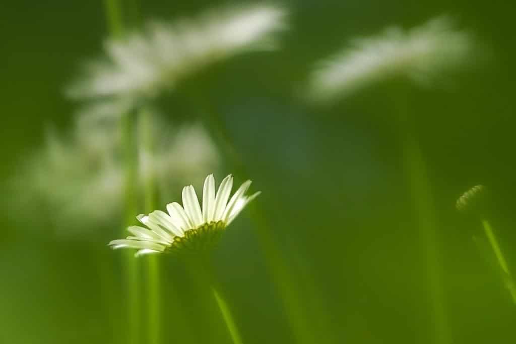 marguerite, daisy, petals-6329407.jpg